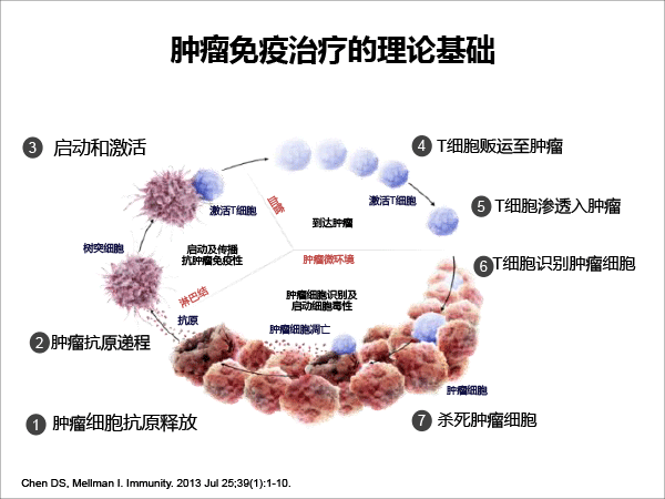 张树才-肿瘤免疫治疗的发展与价值-最终修改-7.gif