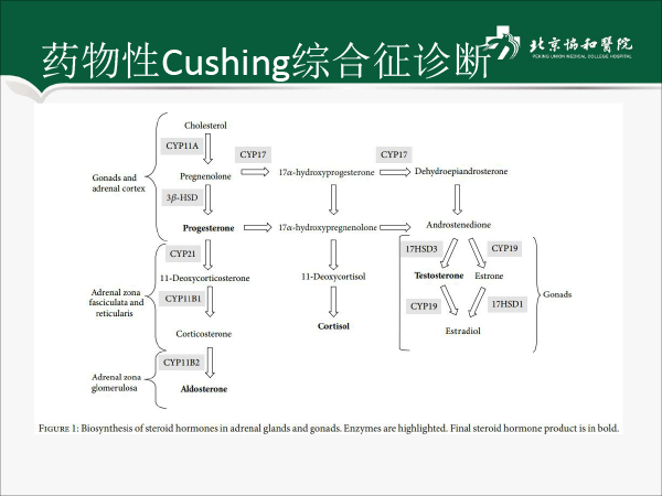 杜博冉-外源性cushing综合征-1-9.gif
