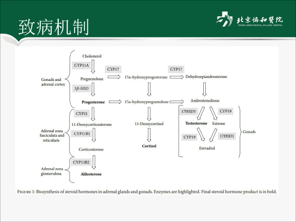 杜博冉-外源性cushing综合征-1-4.gif